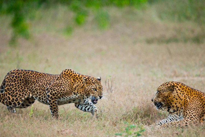 Leopards 